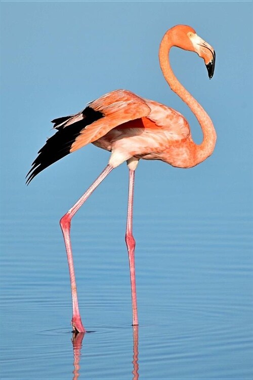 Pink Flamingo On Lake Blank Lined Journal: Writing Notebook 150 Pages 6 x 9 (Paperback)