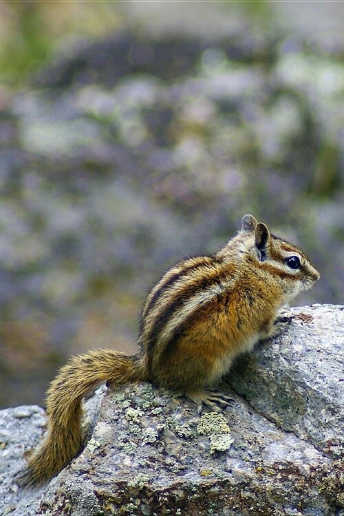 Chipmunk at Devils Tower Wyoming USA Journal: 150 Page Lined Notebook/Diary (Paperback)