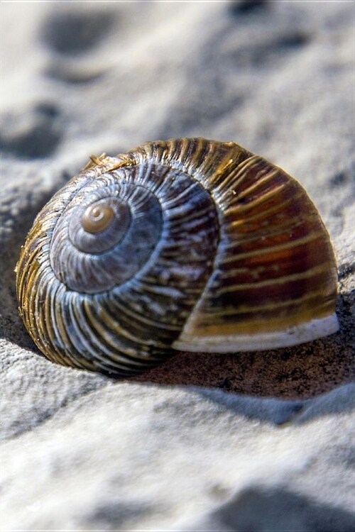 Pretty Shell in the Sand Journal: 150 Page Lined Notebook/Diary (Paperback)