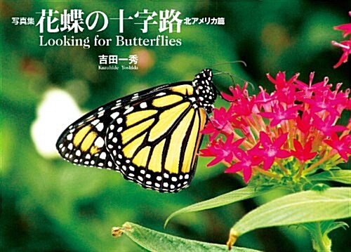 寫眞集 花蝶の十字路 北アメリカ篇 Looking for Butterflies (大型本)