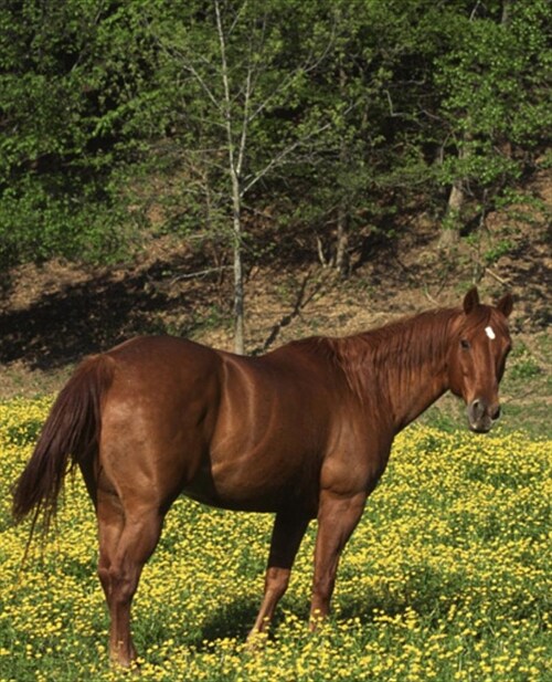 Horse Photo School Composition Book Equine Chestnut in Yellow Flowers: Horse Photo Equine Covers Composition Books Notebooks (Notebook, Diary, Blank B (Paperback)