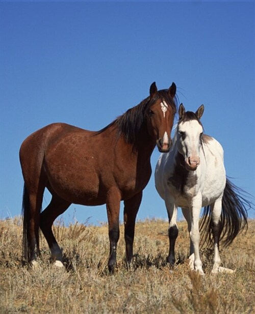 Horse Photo School Composition Book Equine Buddies: Horse Photo Equine Covers Composition Books Notebooks (Notebook, Diary, Blank Book) (Paperback)