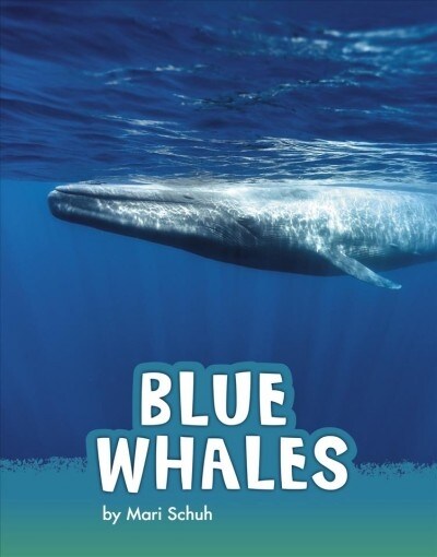 Blue Whales (Hardcover)