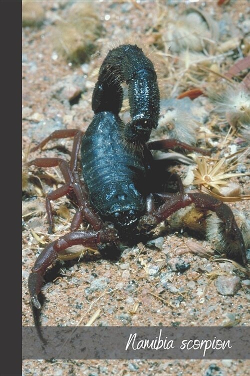 namibia scorpion: small lined Scorpion Notebook / Travel Journal to write in (6 x 9) 120 pages (Paperback)