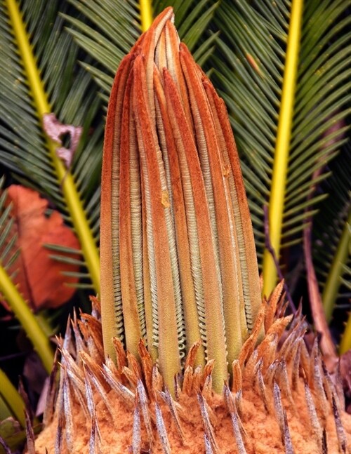 Cycad Gardening Journal: Journal measurements 8.5 x 11 (21.59cm x 27.94cm) 150 Ruled Pages (Paperback)