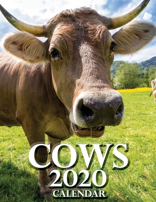 Cows 2020 Calendar (Paperback)