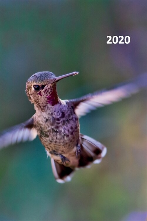 2020: Hummingbird gifts for mom Practical Planner Calendar Organizer Daily Weekly Monthly Student for research in identifyin (Paperback)