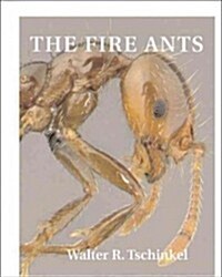 The Fire Ants (Paperback)