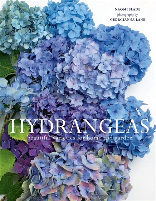 Hydrangeas: Beautiful Varieties for Home and Garden (Hardcover)