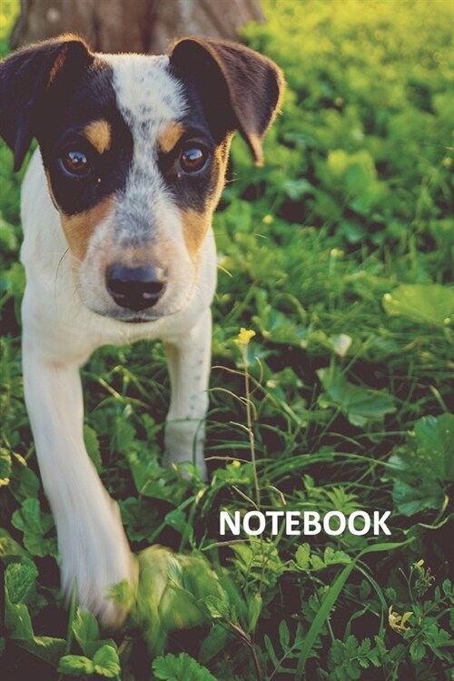 Notebook: Jack Russell pup Useful Composition Book Daily Journal Notepad Diary Student for researching how to care for a terrier (Paperback)