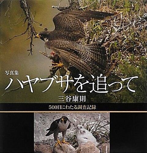 寫眞集 ハヤブサを追って―500日にわたる調査記錄 (大型本)