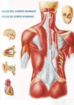 ATLAS DEL CUERPO HUMANO (Paperback)