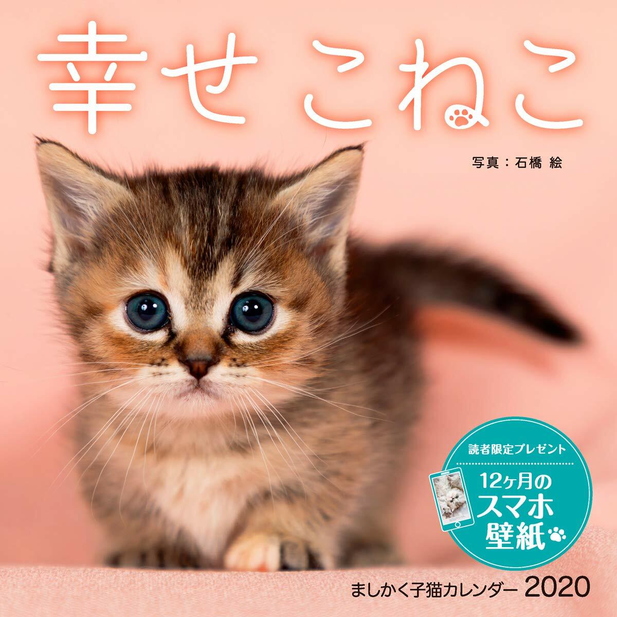 ましかく子猫カレンダ-幸せこねこ