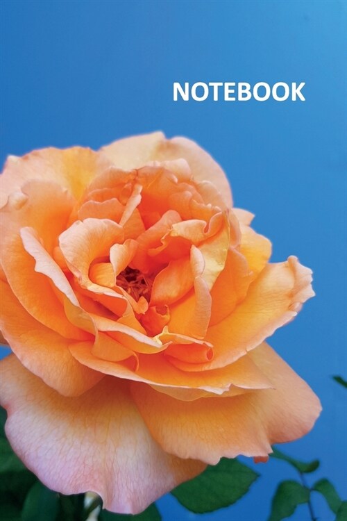 Notebook: Peach rose Useful Composition Book Daily Journal Notepad Diary Student flower christmas gifts (Paperback)