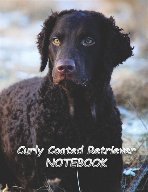 Curly Coated Retriever NOTEBOOK: Notebooks and Journals 110 pages (8.5x11) (Paperback)