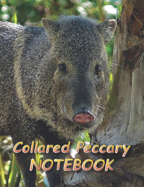 Collared Peccary NOTEBOOK: Notebooks and Journals 110 pages (8.5x11) (Paperback)