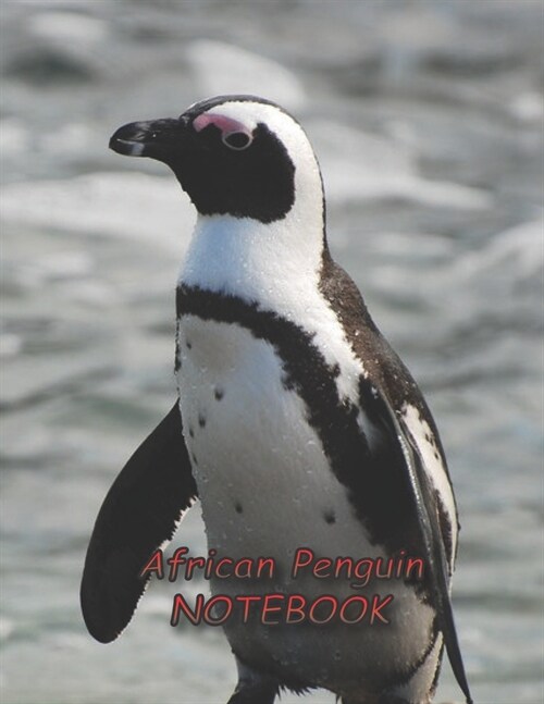 African Penguin NOTEBOOK: notebooks and journals 110 pages (8.5x11) (Paperback)