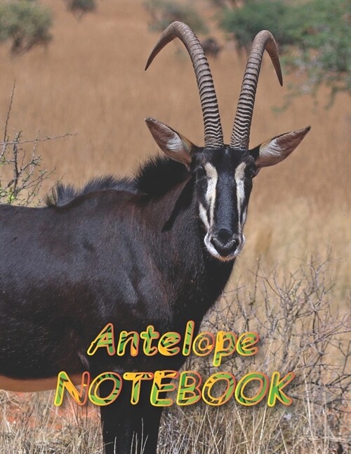 Antelope NOTEBOOK: notebooks and journals 110 pages (8.5x11) (Paperback)