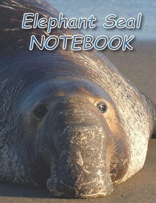 Elephant Seal NOTEBOOK: Notebooks and Journals 110 pages (8.5x11) (Paperback)