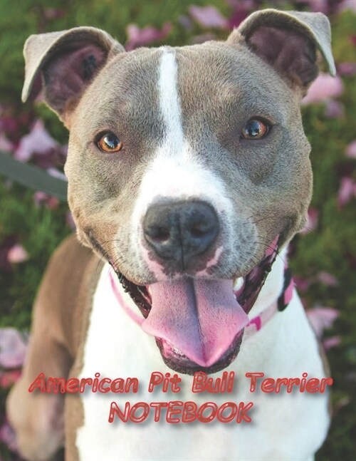 American Pit Bull Terrier NOTEBOOK: notebooks and journals 110 pages (8.5x11) (Paperback)