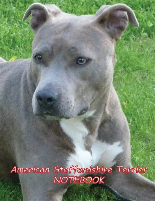 American Staffordshire Terrier NOTEBOOK: notebooks and journals 110 pages (8.5x11) (Paperback)