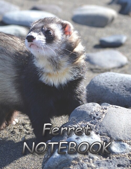 Ferret NOTEBOOK: Notebooks and Journals 110 pages (8.5x11) (Paperback)