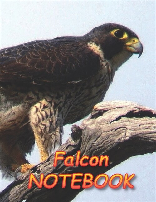 Falcon NOTEBOOK: Notebooks and Journals 110 pages (8.5x11) (Paperback)