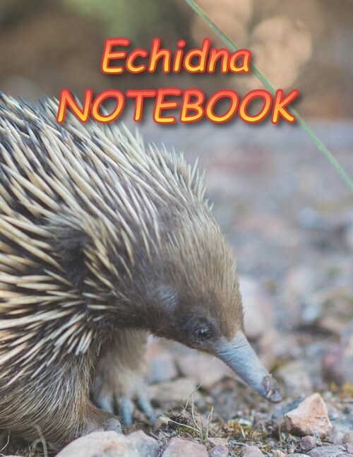 Echidna NOTEBOOK: Notebooks and Journals 110 pages (8.5x11) (Paperback)