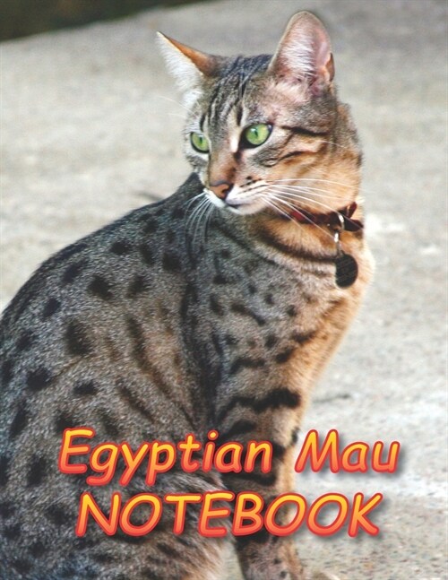 Egyptian Mau NOTEBOOK: Notebooks and Journals 110 pages (8.5x11) (Paperback)