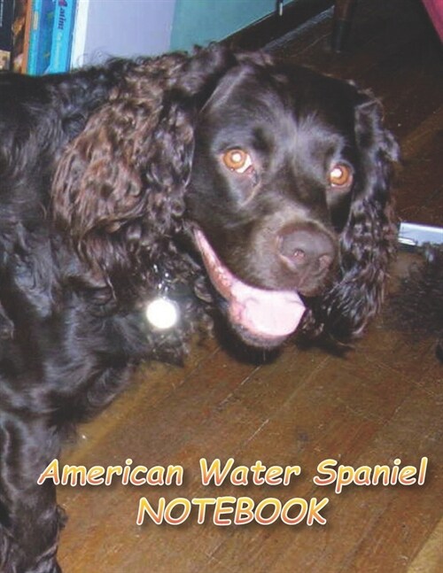 American Water Spaniel NOTEBOOK: notebooks and journals 110 pages (8.5x11) (Paperback)