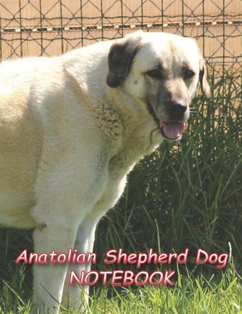 Anatolian Shepherd Dog NOTEBOOK: notebooks and journals 110 pages (8.5x11) (Paperback)
