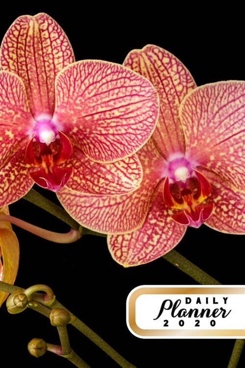 Daily Planner 2020: Orchid Flowers Gardening 52 Weeks 365 Day Daily Planner for Year 2020 6x9 Everyday Organizer Monday to Sunday Flower (Paperback)