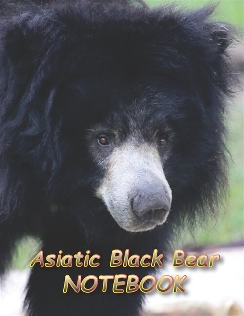 Asiatic Black Bear NOTEBOOK: notebooks and journals 110 pages (8.5x11) (Paperback)