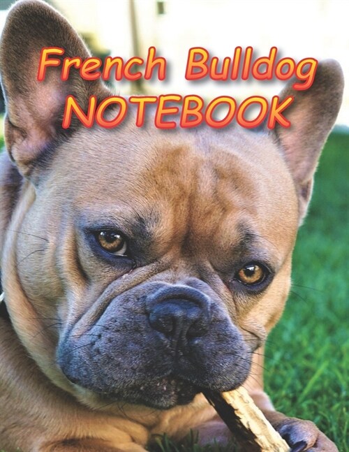 French Bulldog NOTEBOOK: Notebooks and Journals 110 pages (8.5x11) (Paperback)