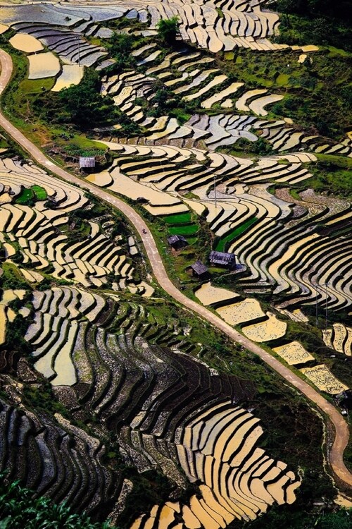 Green Terraces in Vietnam Journal: 150 Page Lined Notebook/Diary (Paperback)