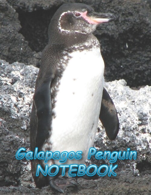 Galapagos Penguin NOTEBOOK: Notebooks and Journals 110 pages (8.5x11) (Paperback)