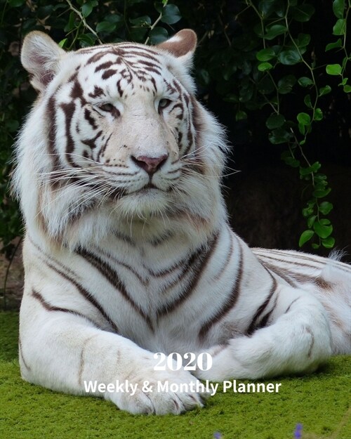 2020 Weekly and Monthly Planner: White Tiger- Monthly Calendar with U.S./UK/ Canadian/Christian/Jewish/Muslim Holidays- Calendar in Review/Notes 8 x 1 (Paperback)