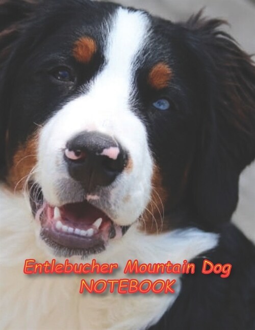 Entlebucher Mountain Dog NOTEBOOK: Notebooks and Journals 110 pages (8.5x11) (Paperback)