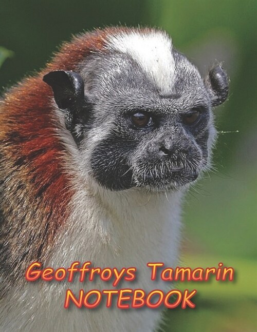 Geoffroys Tamarin NOTEBOOK: Notebooks and Journals 110 pages (8.5x11) (Paperback)
