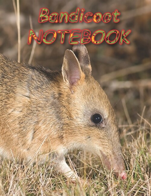 Bandicoot NOTEBOOK: notebooks and journals 110 pages (8.5x11) (Paperback)