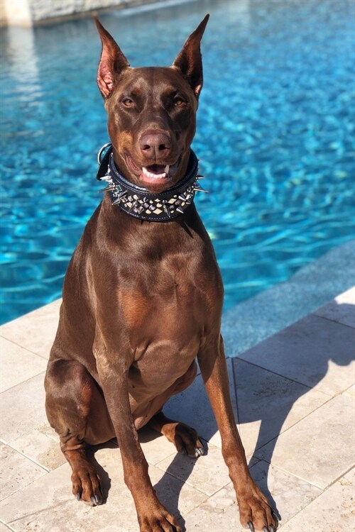 Doberman Pinscher Planner: 2020 diary: Increase productivity, improve time management, reach your goals: Brown Doberman at the pool (Paperback)