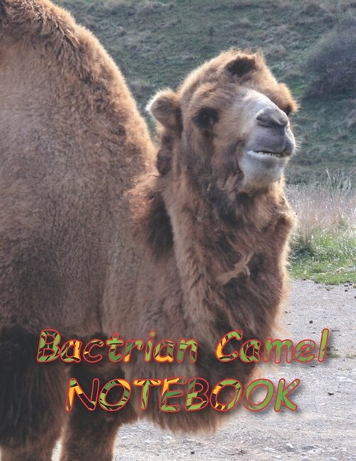 Bactrian Camel NOTEBOOK: notebooks and journals 110 pages (8.5x11) (Paperback)