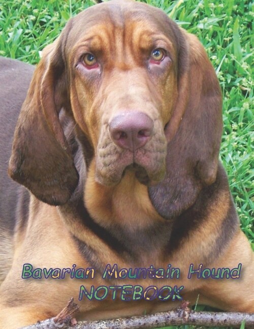 Bavarian Mountain Hound NOTEBOOK: notebooks and journals 110 pages (8.5x11) (Paperback)