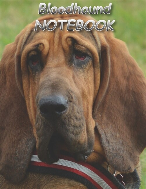 Bloodhound NOTEBOOK: notebooks and journals 110 pages (8.5x11) (Paperback)