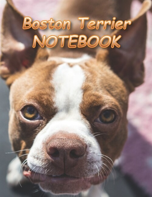 Boston Terrier NOTEBOOK: Notebooks and Journals 110 pages (8.5x11) (Paperback)