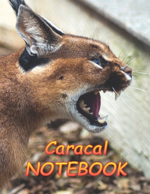 Caracal NOTEBOOK: Notebooks and Journals 110 pages (8.5x11) (Paperback)