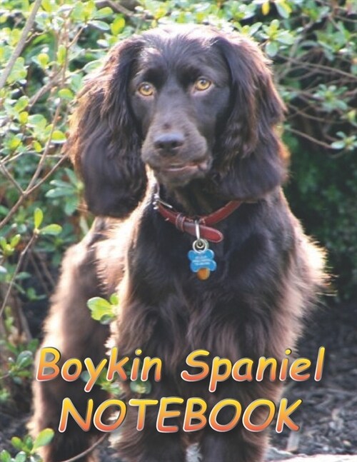 Boykin Spaniel NOTEBOOK: Notebooks and Journals 110 pages (8.5x11) (Paperback)