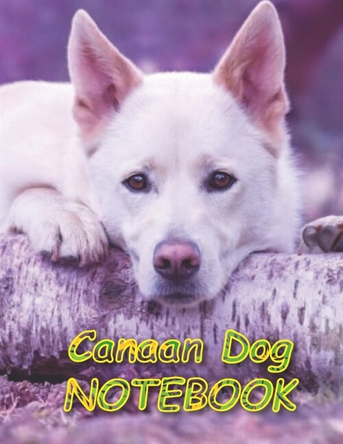 Canaan Dog NOTEBOOK: Notebooks and Journals 110 pages (8.5x11) (Paperback)
