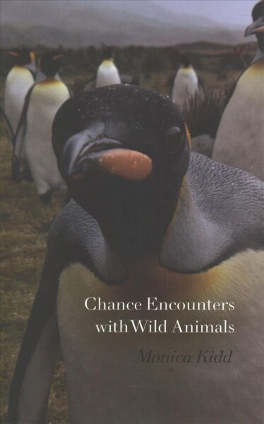 Chance Encounters With Wild Animals (Paperback)