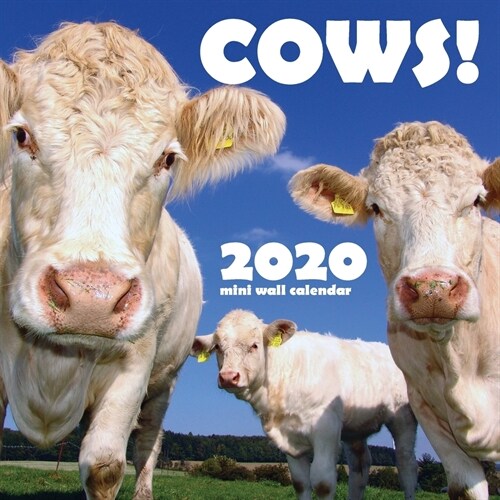 Cows! 2020 Mini Wall Calendar (Paperback)